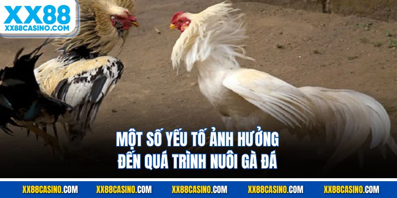 Các yếu tố khác ảnh hưởng tới quá trình nuôi gà đá 